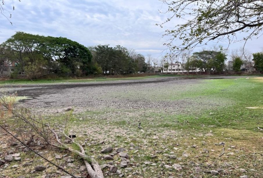 Se seca Laguna del Coapinole; 8 tortugas “casquito de Vallarta” sobreviven