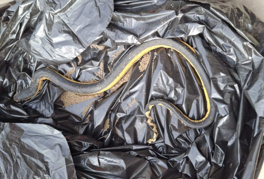 Serpiente marina pelágica fue capturada en Los Ayala, Nayarit