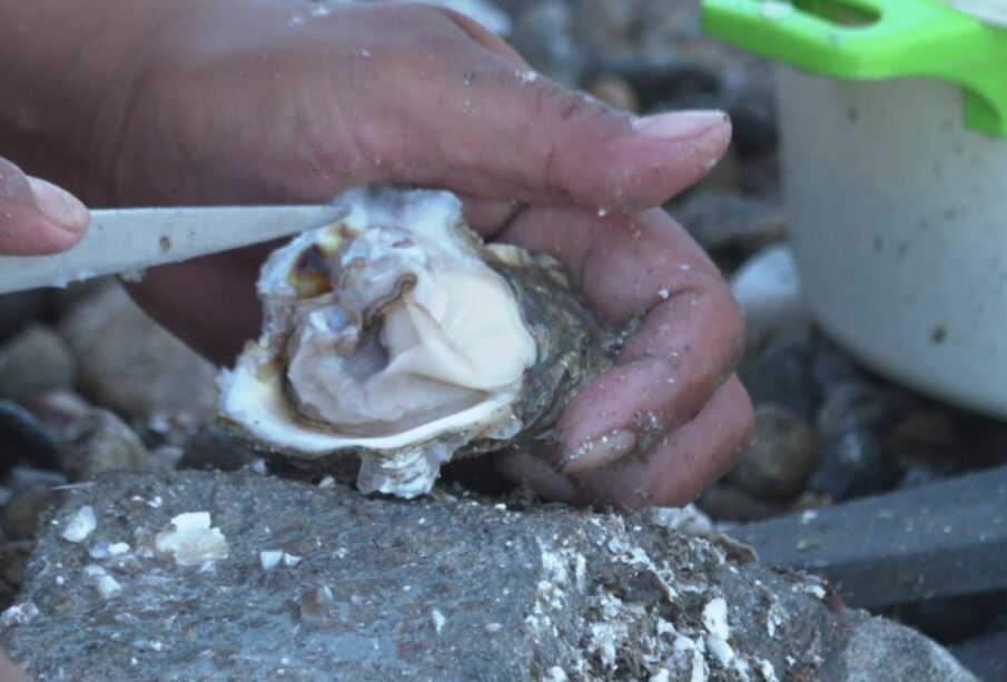 Prohíben extracción de ostiones en Bahía