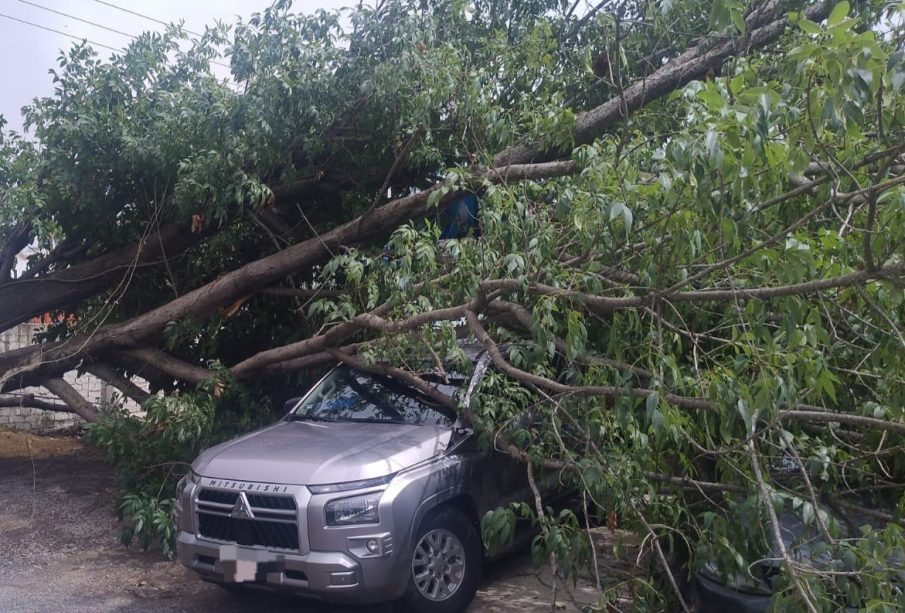 Camioneta dañada por caída de árbol en Tepic