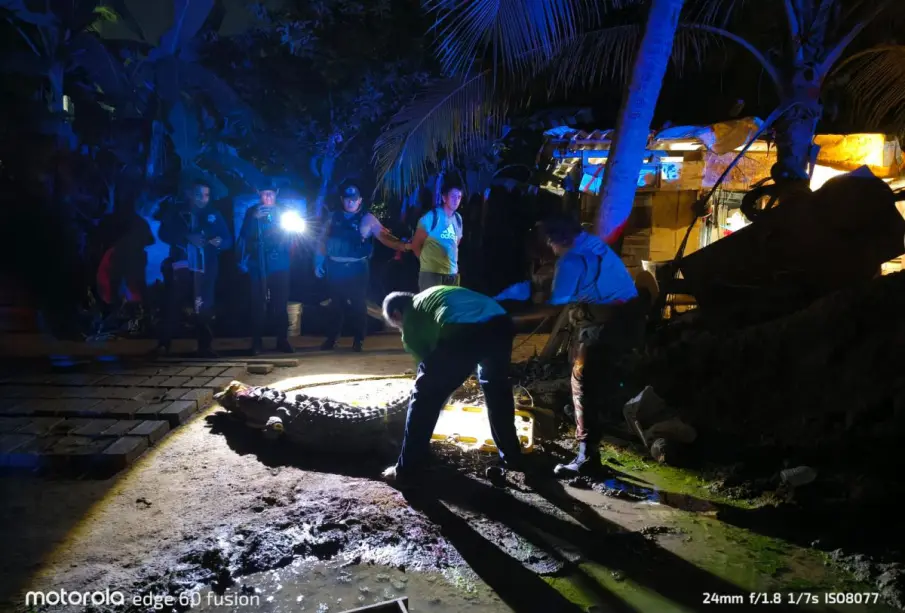 cocodrilo muerto en calles de Vallarta