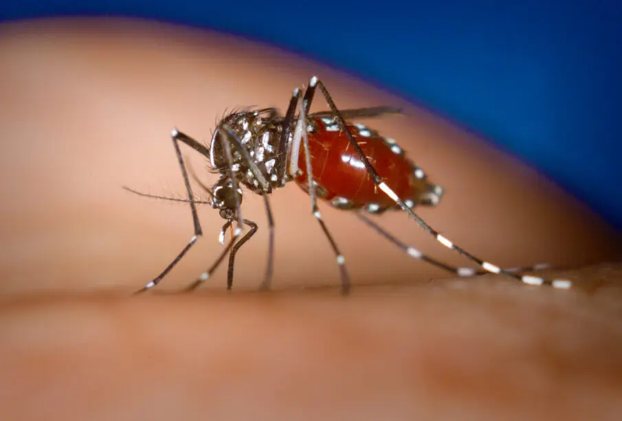 Controlan dengue en Puerto Vallarta: solo 2 casos en el último mes