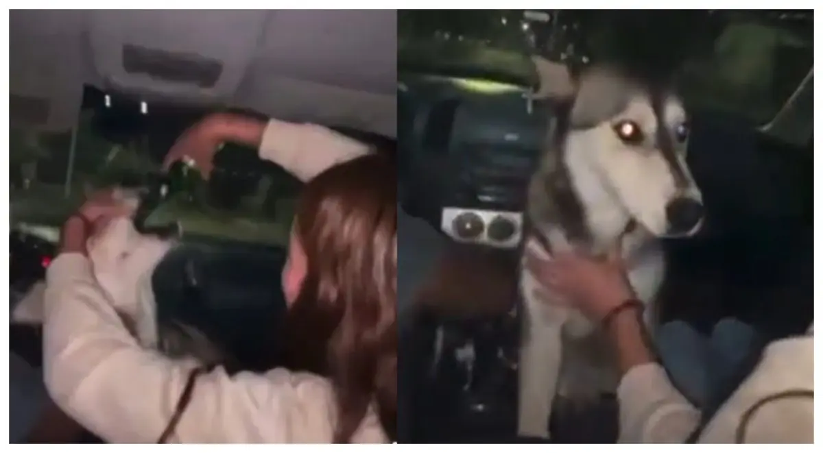 Indignación en Chihuahua: jóvenes alcoholizan a una perrita