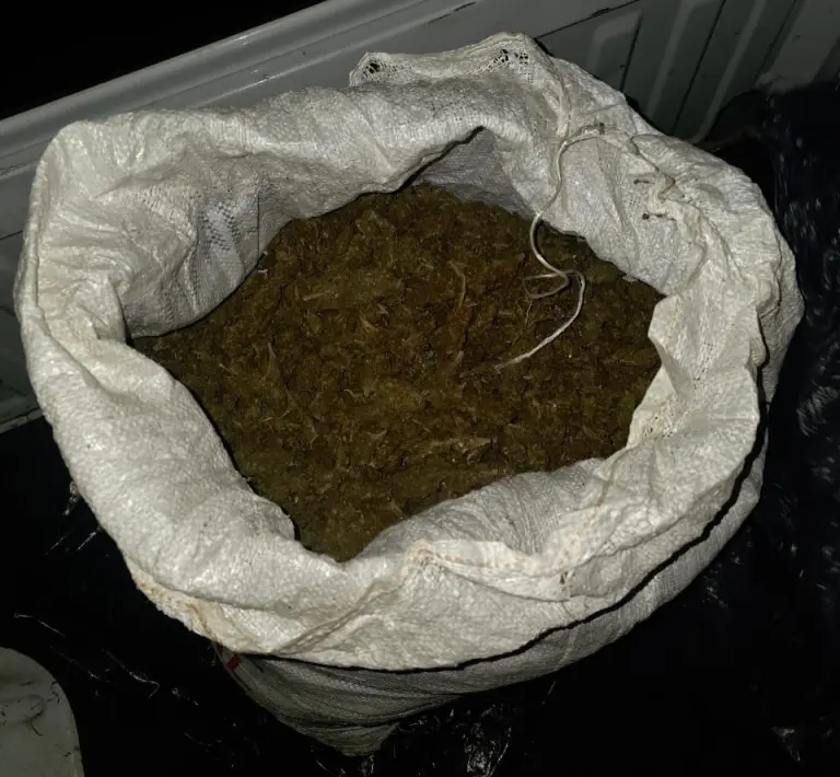 Marihuana decomisada.