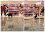 Perrito “roba” peluche en tienda de Mérida y termina adoptado
