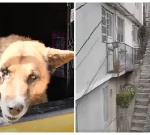 Rescatan a “Lobito”, perro arrojado desde escaleras de 10 metros en Naucalpan