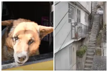 Rescatan a “Lobito”, perro arrojado desde escaleras de 10 metros en Naucalpan