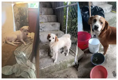 Tres perros quedan encerrados tras muerte de adulto mayor en Bahía de Banderas; familia pide ayuda