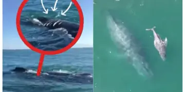 ECOBAC denuncia cría de ballena atropellada en Bahía de Banderas con ocho heridas