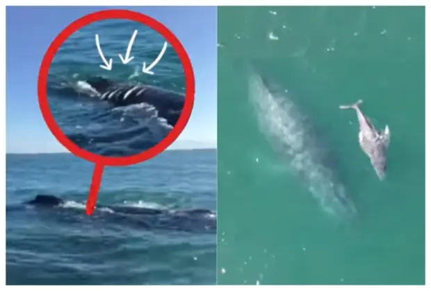 ECOBAC denuncia cría de ballena atropellada en Bahía de Banderas con ocho heridas