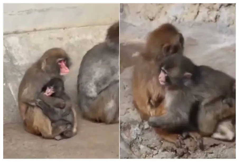 Captan primer abrazo a Punch, el mono bebé viral que carga un peluche