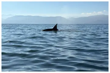 Avistan orcas frente a Mismaloya, en Puerto Vallarta