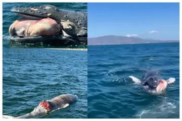 Localizan cría de ballena muerta en Puerto Vallarta