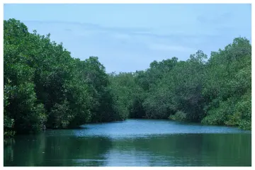 Estero El Salado cumple seis años como Parque Estatal en Puerto Vallarta