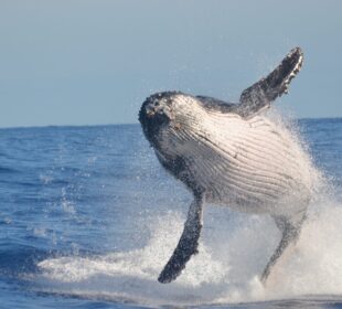 Ballena-jorobada-en-el-mar-scaled