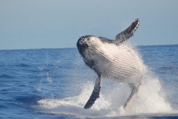 Ballena-jorobada-en-el-mar-scaled