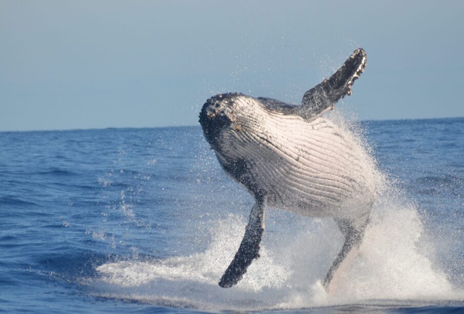 Ballena-jorobada-en-el-mar-scaled