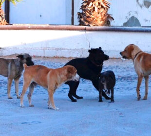 Perros callejeros