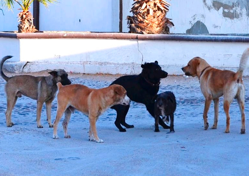 Perros callejeros