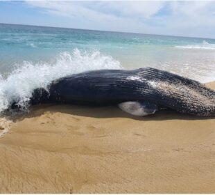 Ballenato muerto en playa