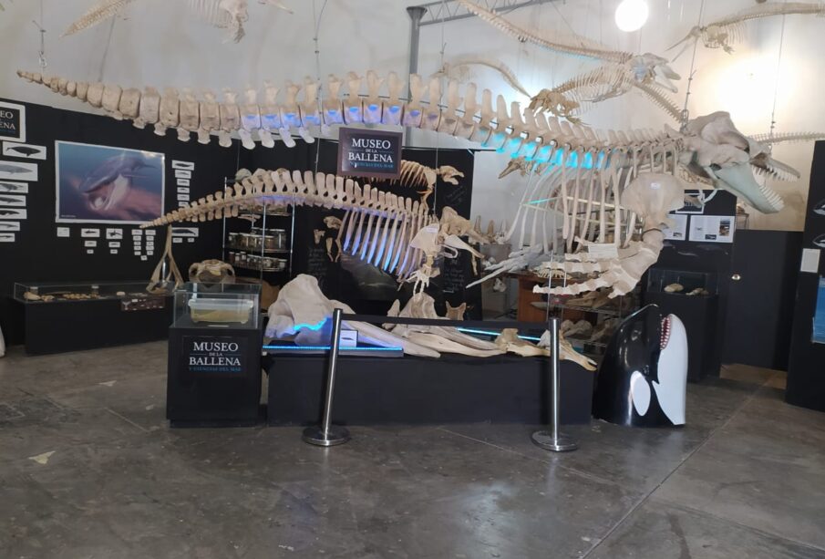 Fósiles en el Museo de la Ballena y Ciencias del Mar.