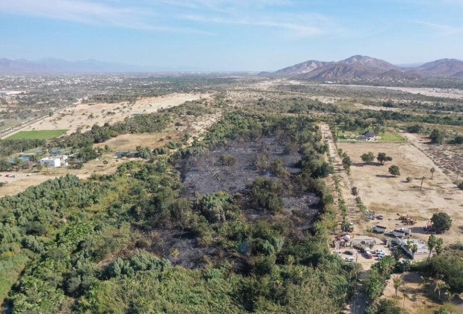 Incendio en la zona del palmar del estero de San José del Cabo.