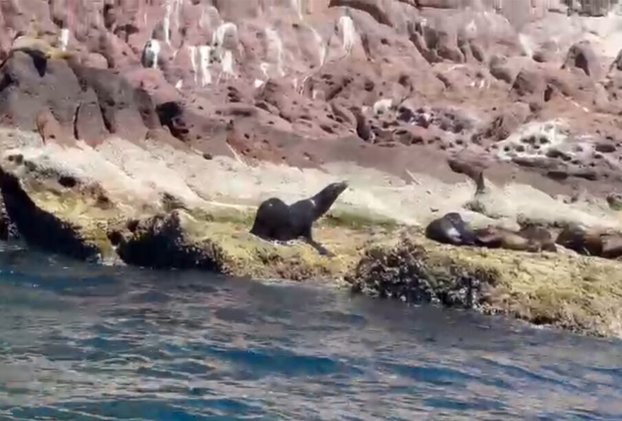 Lobo marino en la bahía de Cabo San Lucas.