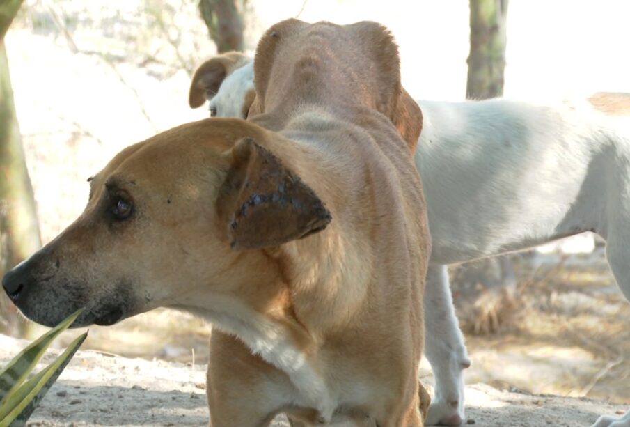 Perros callejeros en La Paz.