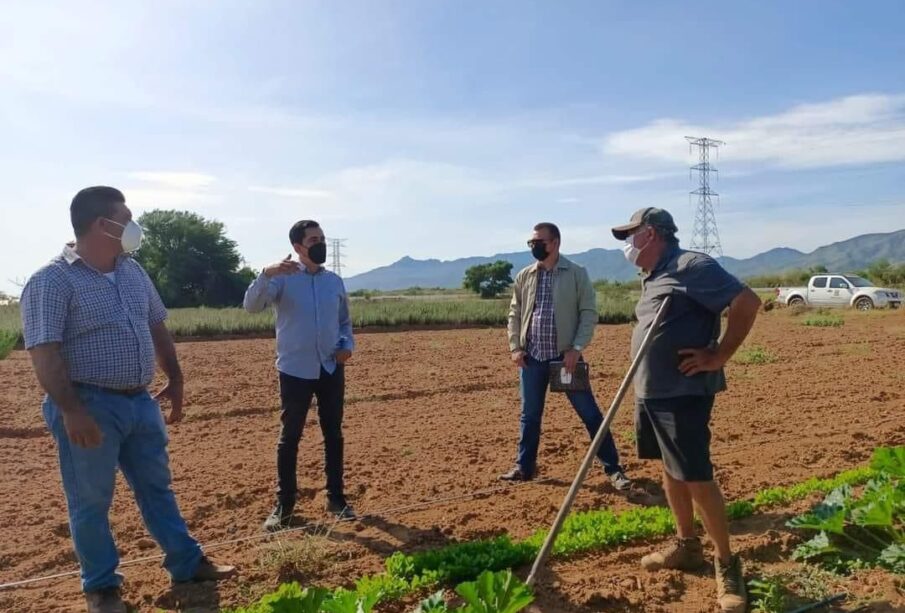 Personal de Desarrollo Rural del Ayuntamiento de Los Cabos en sembradíos de mango.