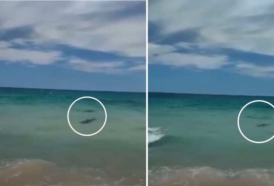 Tiburones nadando en playa de Cabo Pulmo.