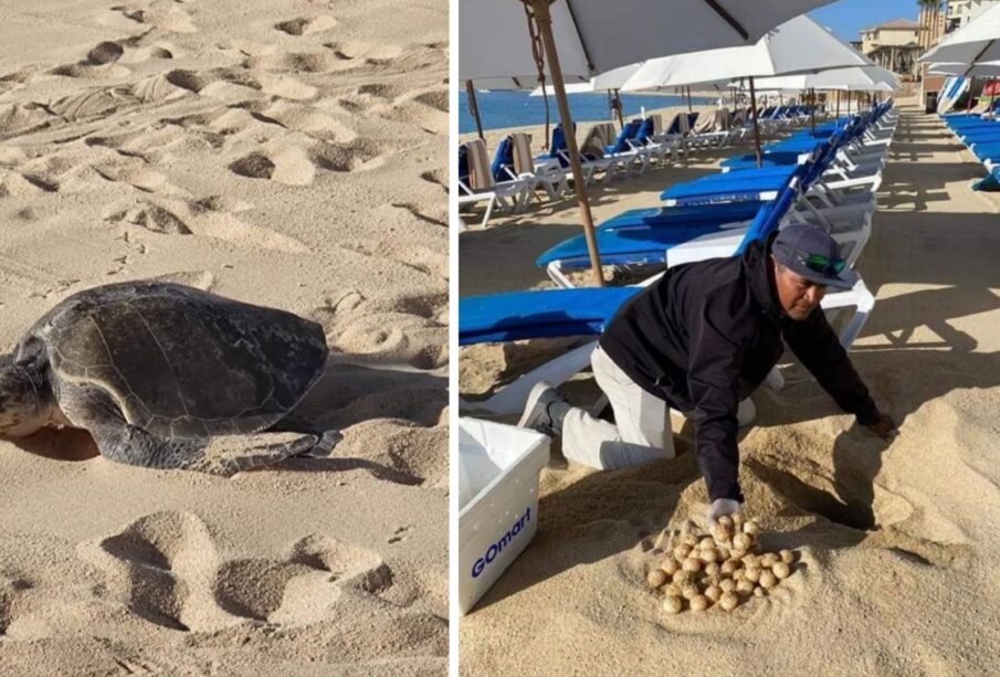 Tortuga anidando en la zona de los camastros en Cabo San Lucas.