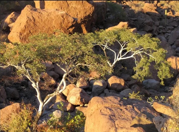 Zona rocosa con arboles