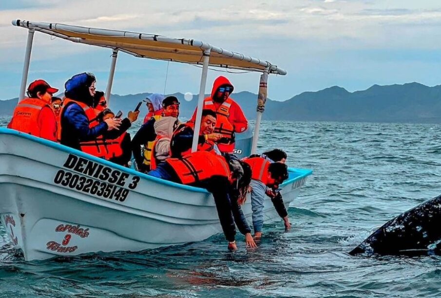 Avistamiento de ballena gris