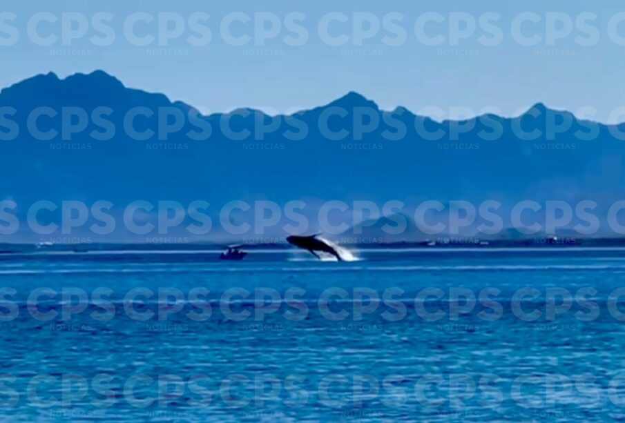 Una ballena azul saltando en la bahía de Loreto