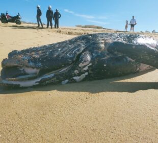 Ballenato recién nacido de jorobada, muerto en una playa de CSL.