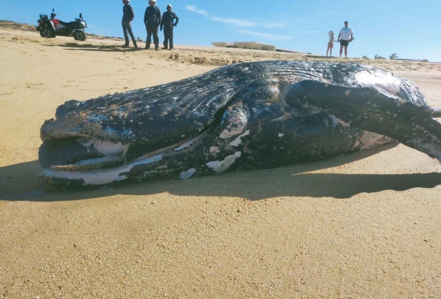 Ballenato recién nacido de jorobada, muerto en una playa de CSL.