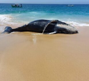 Ballenato recién nacido de jorobada a la orilla de la playa en CSL.