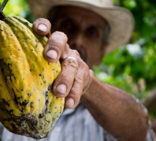 campesino cortando fruto