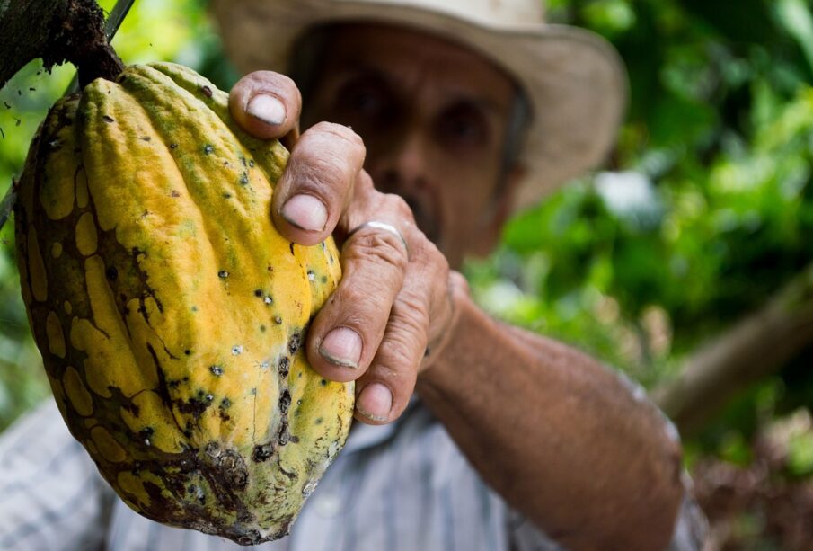 campesino cortando fruto