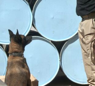 Caninos detectores de droga