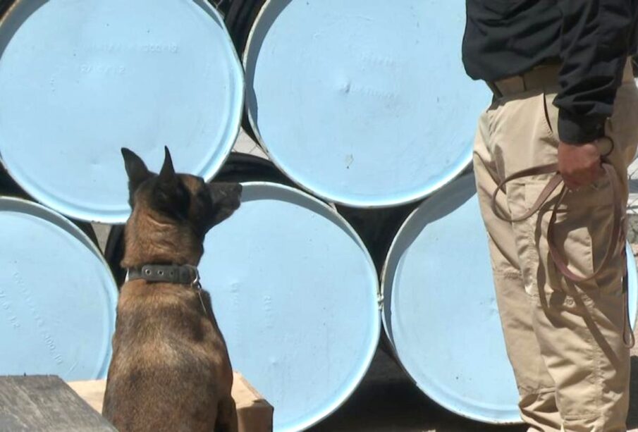 Caninos detectores de droga