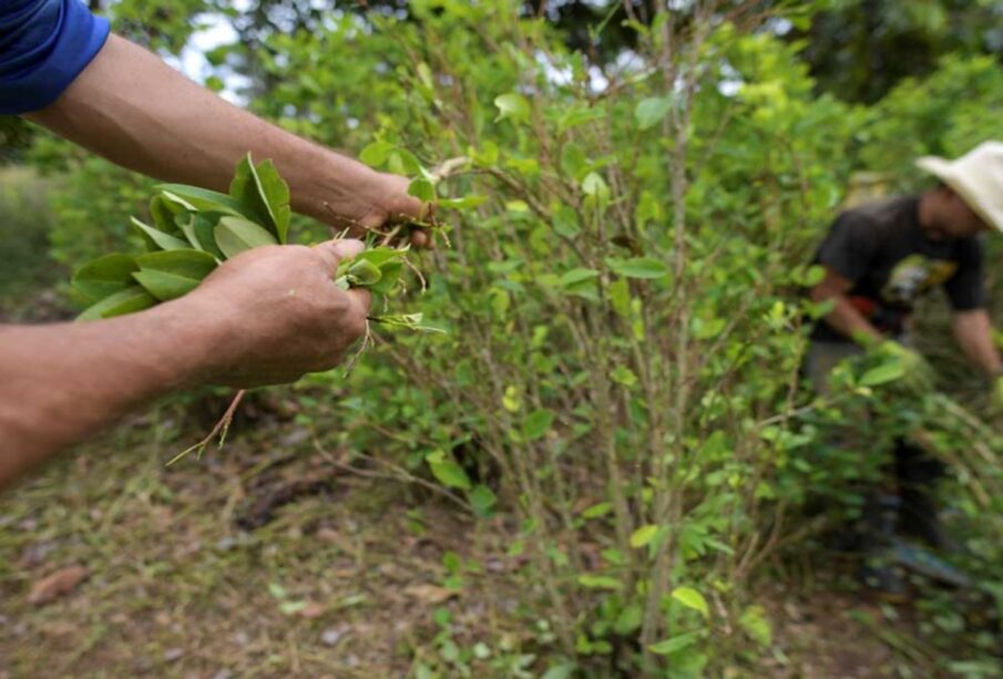 Manos recogiendo la planta de coca. Cárteles mexicanos han enviado a Colombia ingenieros agrónomos
