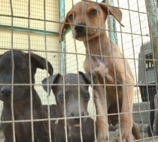 Cuidan a perros en el Comité Pro Animal