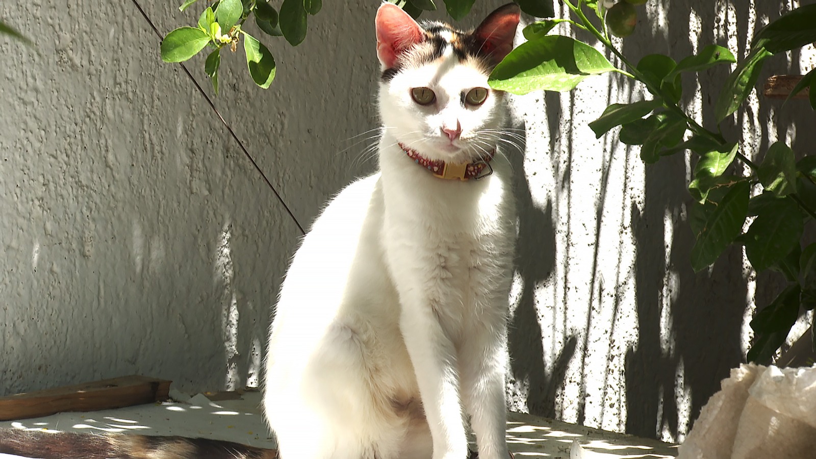 Un gato junto a una planta