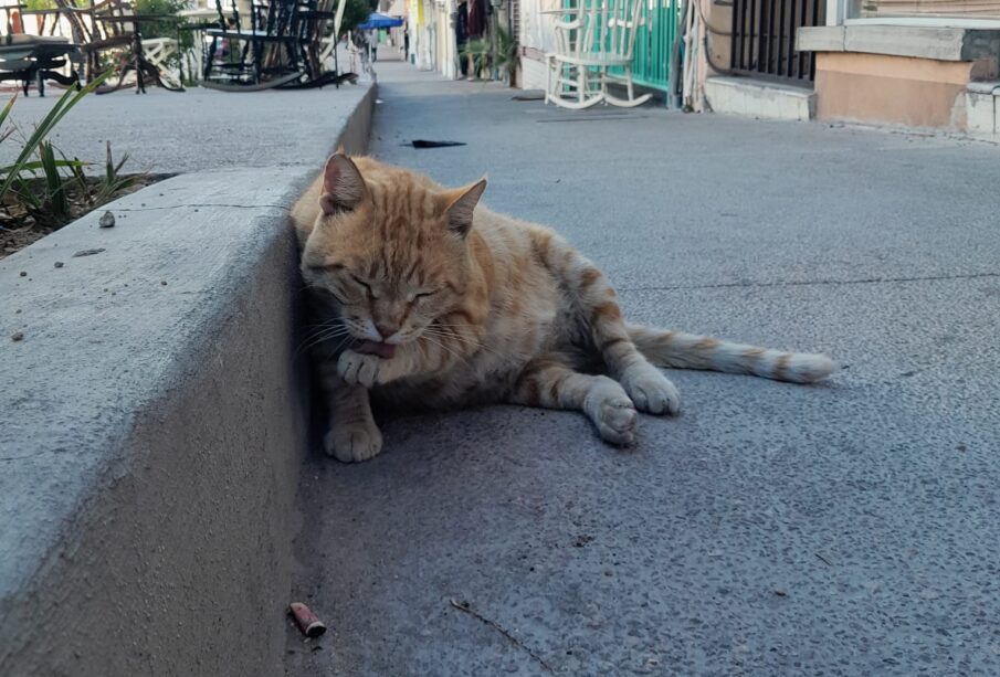 Un gato lamiéndose en la calle