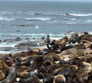 Mueren lobos marinos en Chile por gripe aviar