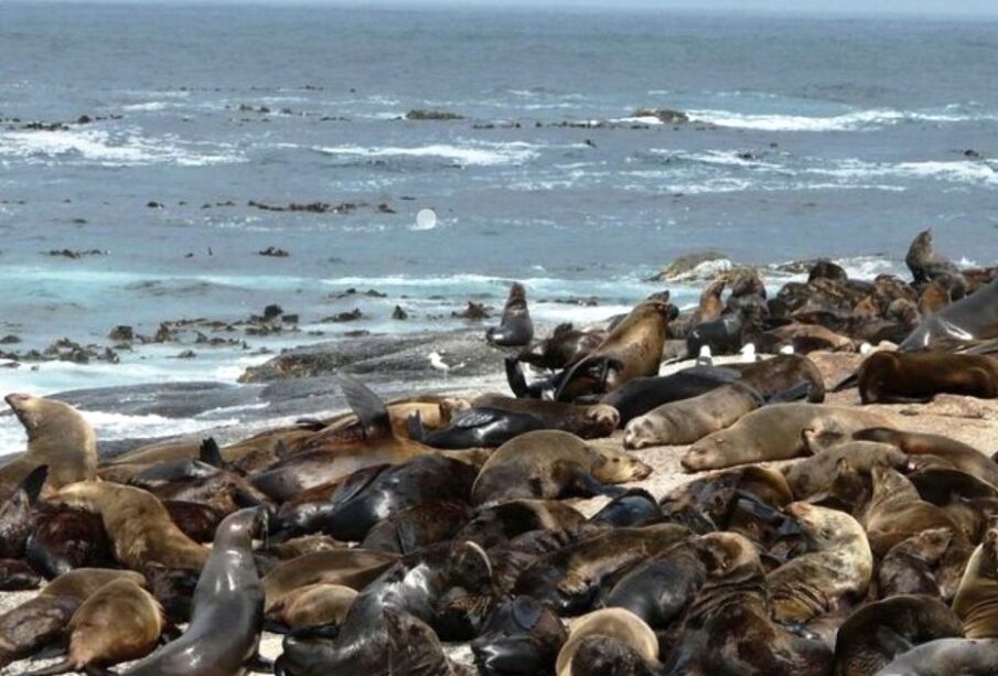 Mueren lobos marinos en Chile por gripe aviar