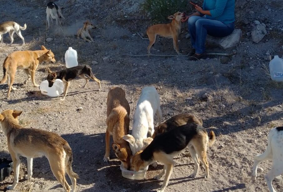 Perritos abandonados Pocitos La Paz