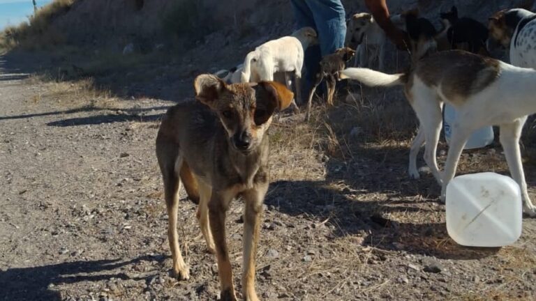 Perritos abandonados CEMAC La Paz