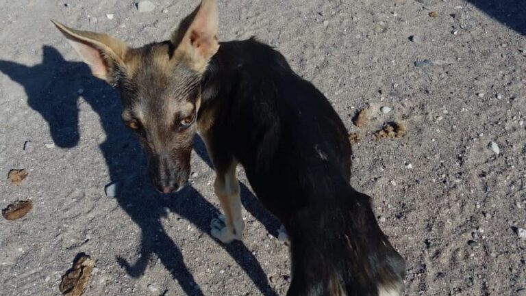 Perritos abandonados CEMAC La Paz